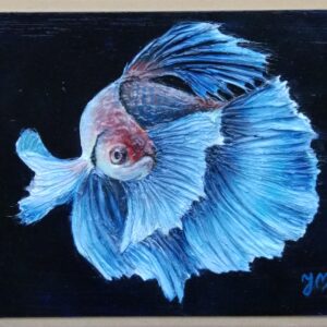 Pesce betta