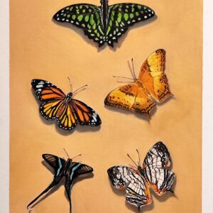 Farfalle del Parco Nazionale Cuc Phuong